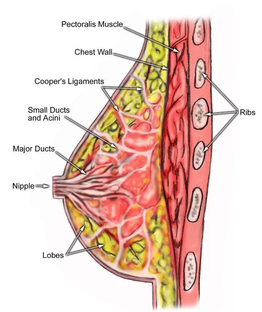 آناتومی کلی پستان