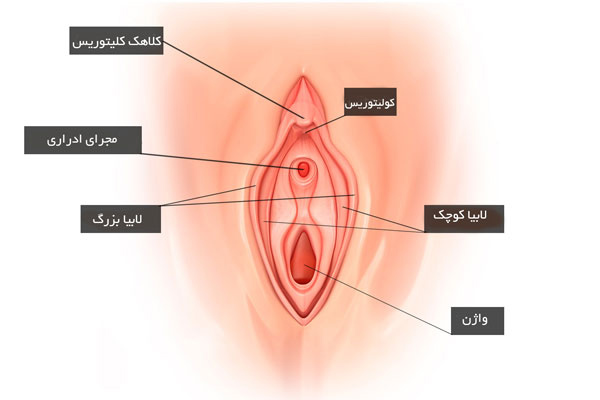 آناتومی ناحیه تناسلی زنان